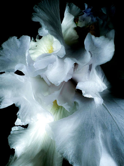 White Iris 2